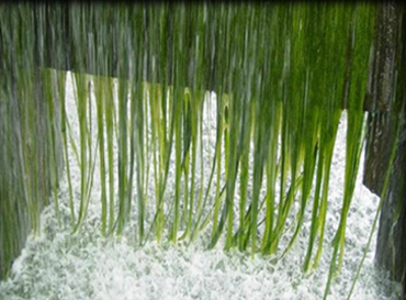 Biocide